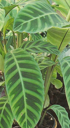 maranta